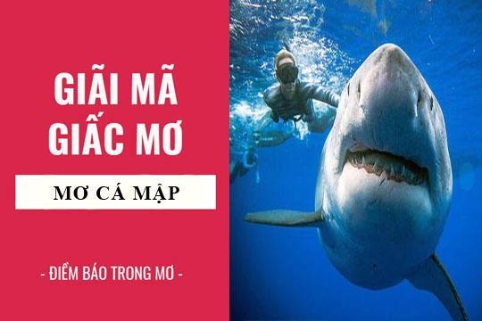 Giải mã giấc mơ thấy cá mập