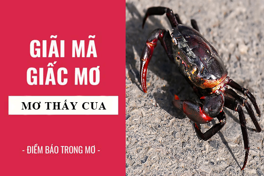 Giải mã giấc mơ thấy cua