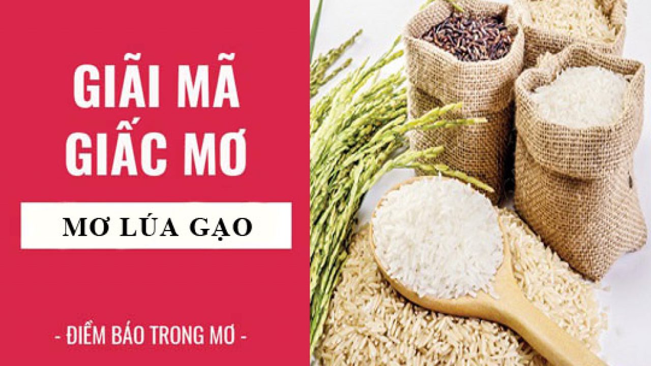 Giải mã giấc mơ thấy lúa gạo