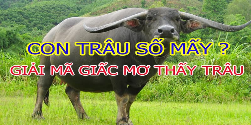 Mơ thấy con trâu có ý nghĩa gì?