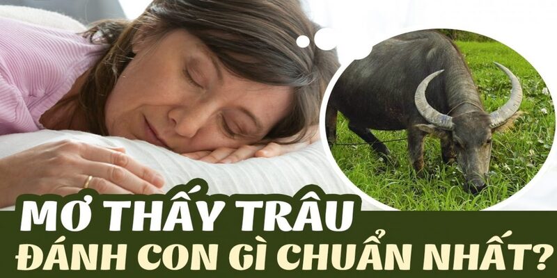 Những con số may mắn liên quan đến giấc mơ trâu